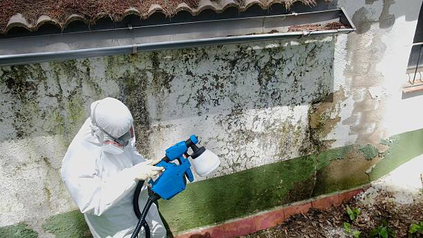 Trusted Attic Mold Removal service in Livingston, TN - Cheap Mold Removal